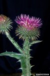 thistle